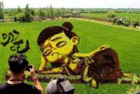Pinturas sobre los campos de arroz son un atractivo turístico en China