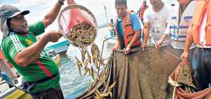En el estuario del r&iacute;o  Cojim&iacute;es (cant&oacute;n Pedernales) se realiza el sembr&iacute;o de camarones desde este a&ntilde;o. Foto: Rodolfo P&aacute;rraga / El Tel&eacute;grafo