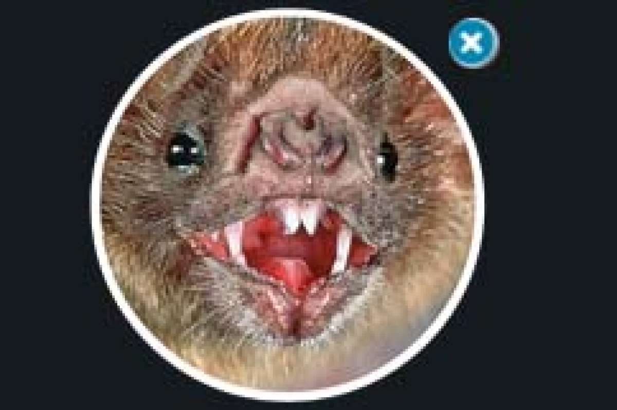 Un enemigo nocturno