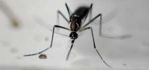Paciente venezolano es el primer caso importado de zika en Per&uacute;