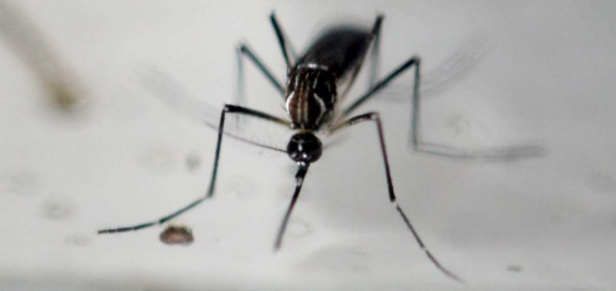 Paciente venezolano es el primer caso importado de zika en Per&uacute;