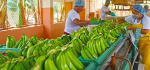 Imagen referencial de la producci&oacute;n de banano que ingresar&aacute; a la Uni&oacute;n Europea sin pagar aranceles.