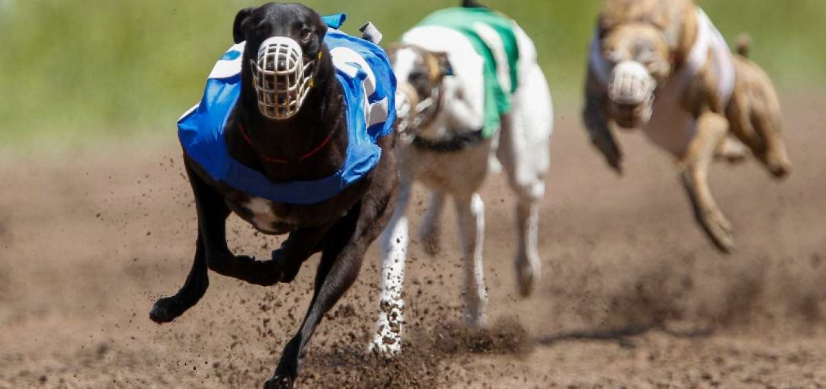 En Argentina rige una ley que proh&iacute;be carrera de galgos en todo el pa&iacute;s