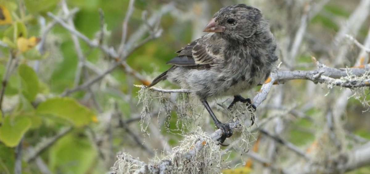 El pinz&oacute;n de Gal&aacute;pagos se ha urbanizado por su preferencia a la comida de los humanos.