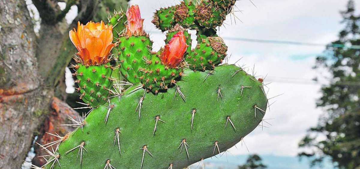 La diversidad de las plantas nativas