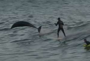 Delfines &#039;acompañaron&#039; a surfistas en California.