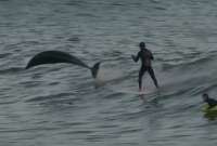 Delfines 'acompañaron' a surfistas en California.