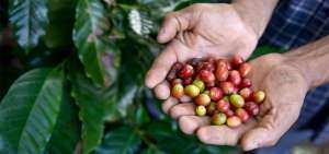Exportaciones de caf&eacute; cayeron 24,5% en 2017