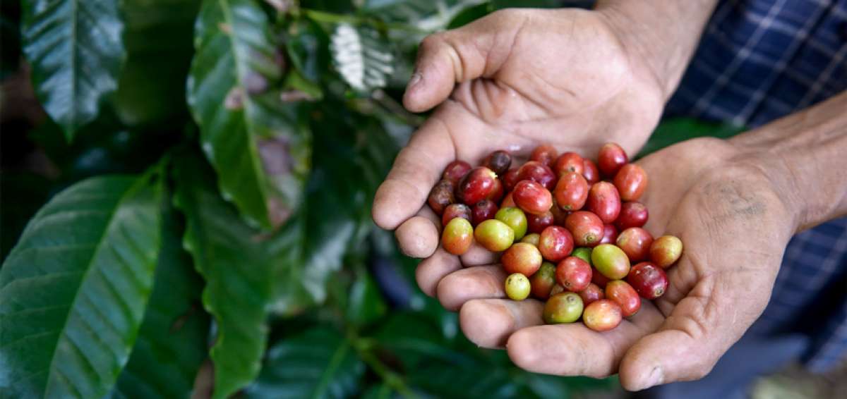 Exportaciones de caf&eacute; cayeron 24,5% en 2017