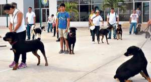 En el inicio de las clases se incluy&oacute; a 53 canes, los que ser&aacute;n adiestrados por personal policial. Vivian Zambrano / El Tel&eacute;grafo