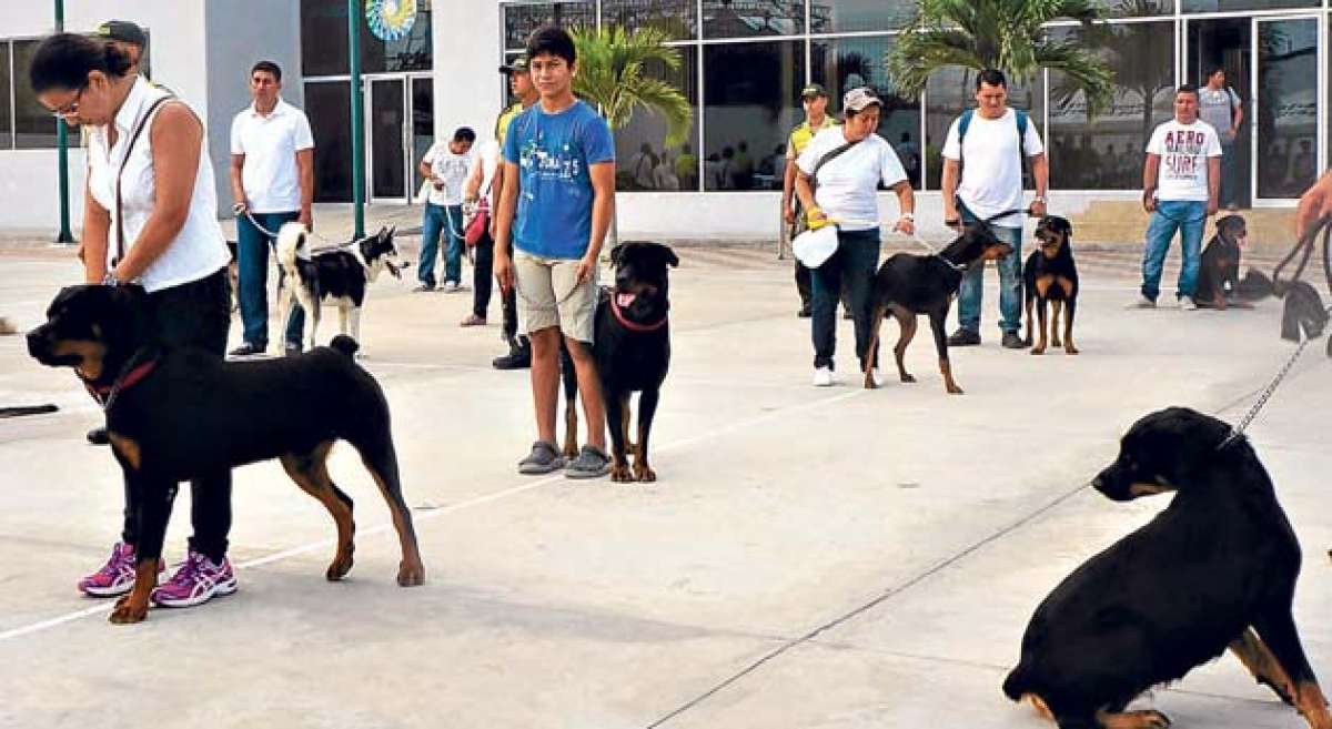 En el inicio de las clases se incluy&oacute; a 53 canes, los que ser&aacute;n adiestrados por personal policial. Vivian Zambrano / El Tel&eacute;grafo