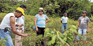 En Santa Clara, Pastaza, existen sembr&iacute;os de aj&iacute; tabasco en El Capricho, Rey de Oriente y San Jorge. Foto: Cortes&iacute;a del Magap