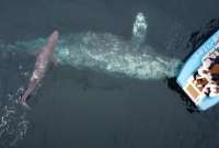 Registraron en video el nacimiento de una cría de ballena gris