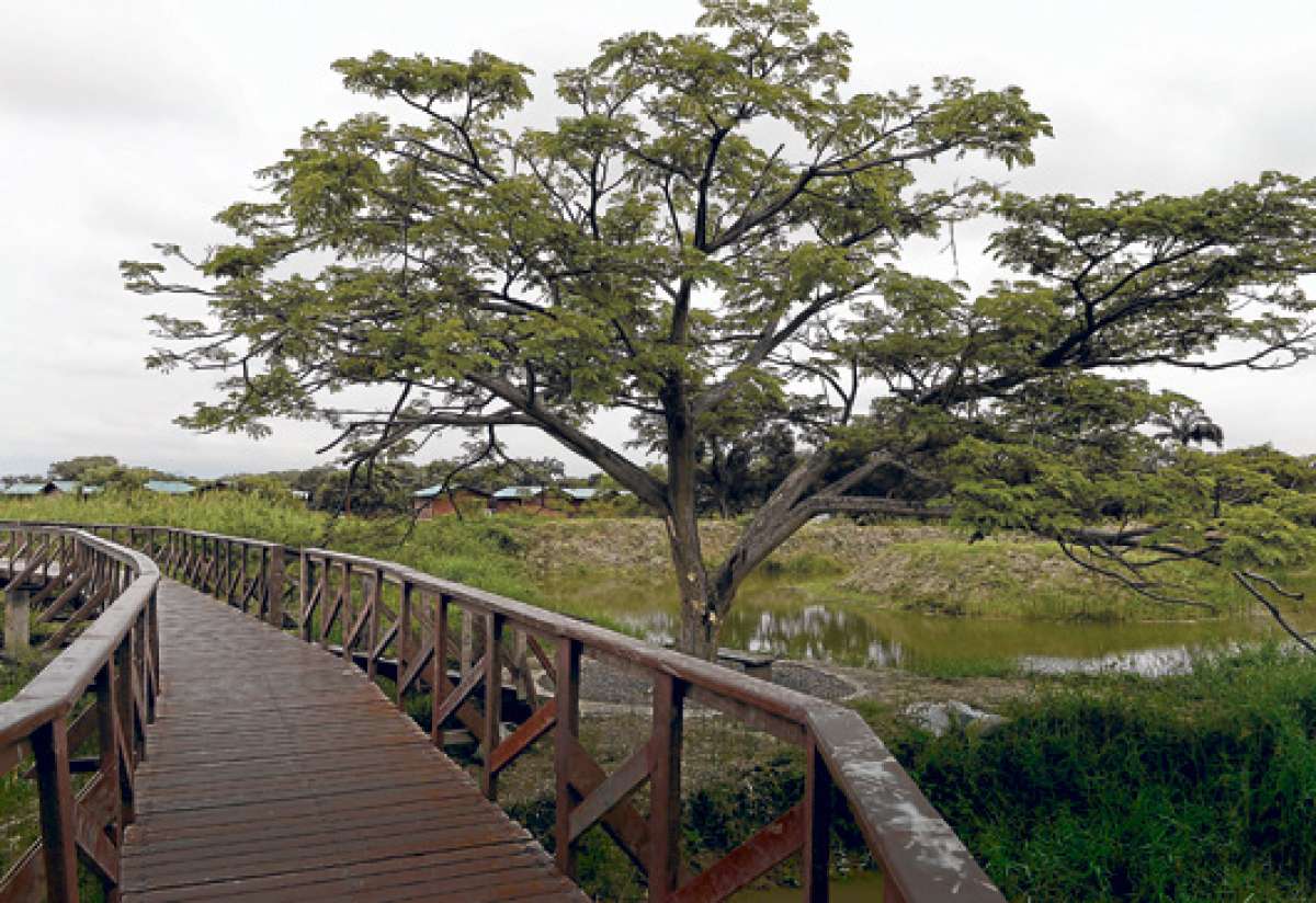 La isla Santay es uno de los 18 humedales que posee Ecuador. Actualmente este sitio tambi&eacute;n forma parte del &Aacute;rea Nacional de Recreaci&oacute;n y es uno de los principales atractivos tur&iacute;sticos y ecol&oacute;gicos. Foto: Archivo / El Tel&eacute;grafo