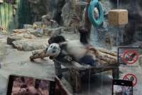 Beijing Zoo alberga a Meng Lan y a otros siete pandas gigantes. El recorrido puede extenderse por más de seis horas. 