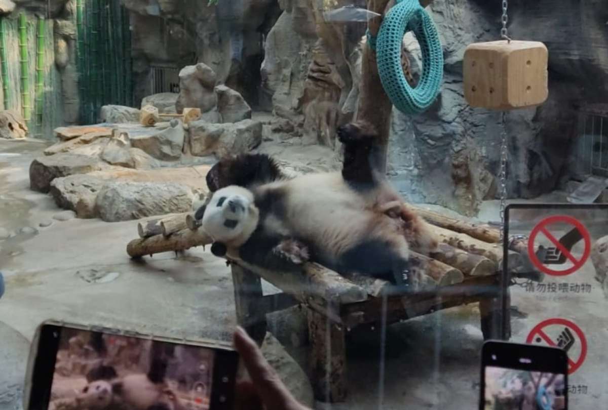 Beijing Zoo alberga a Meng Lan y a otros siete pandas gigantes. El recorrido puede extenderse por más de seis horas. 