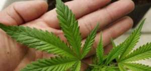 En Colombia, donde es legal cultivar hasta 20 plantas de marihuana, ya se consiguen productos terap&eacute;uticos que emplean su hoja.