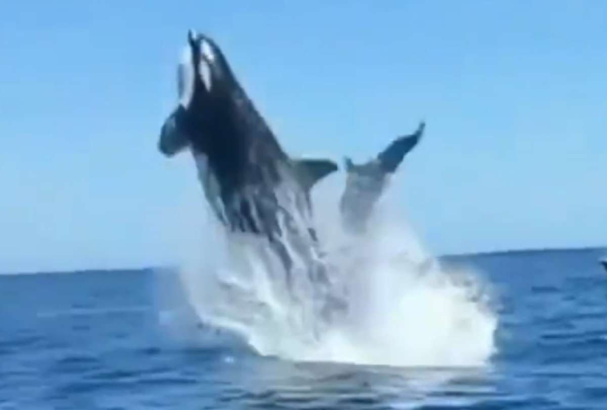 Internautas creen que lo que parece un accidente es, en realidad, la cacería de la orca sobre el delfín.