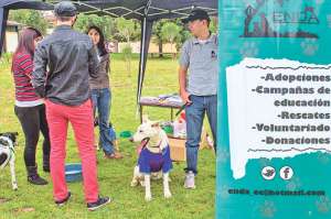 Los perros callejeros comienzan una nueva vida 