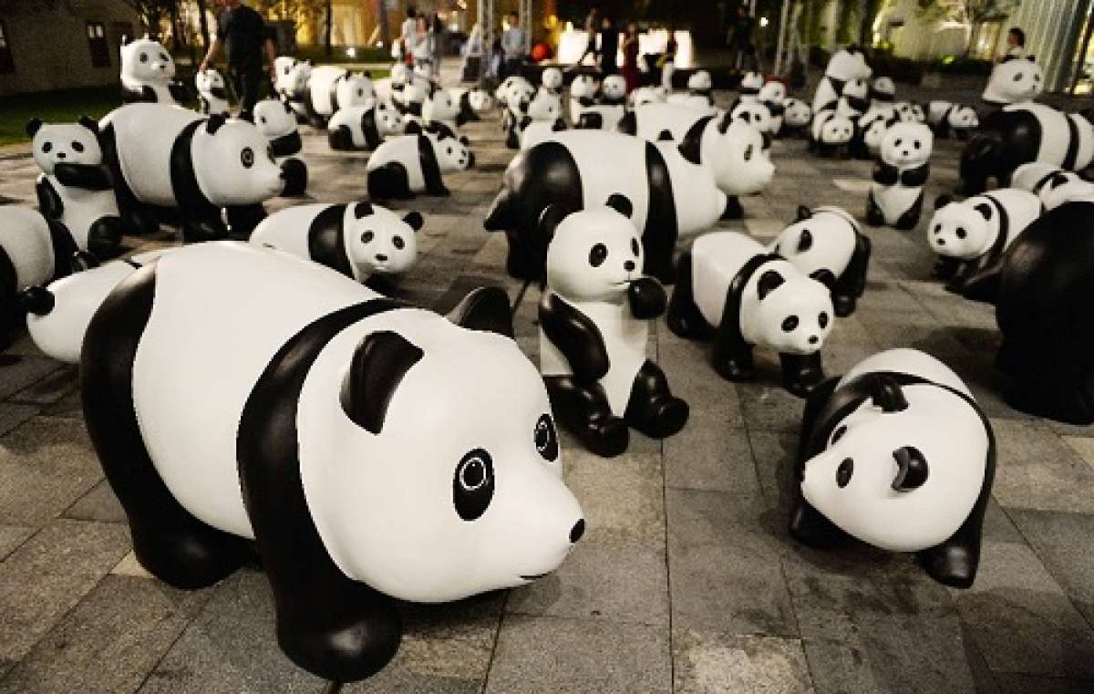 Pandas de bamb&uacute; durante una exhibici&oacute;n en Shanghai. Foto: AFP
