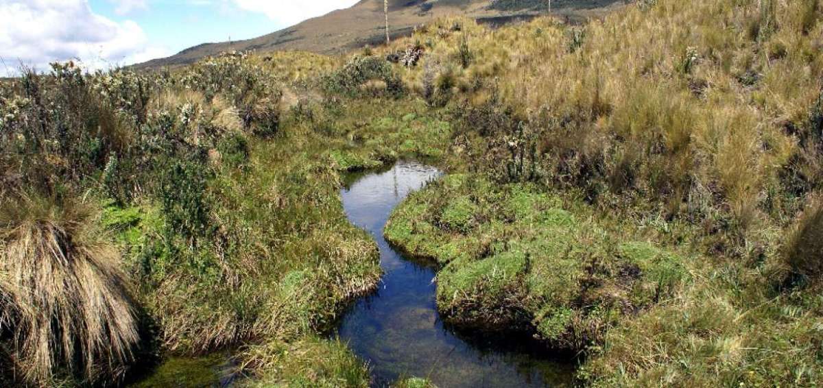La biodiversidad de los Llanganates permite el florecimiento de especies vegetales como orqu&iacute;deas, pumamaqui, bromelias, palma de ramos, helechos y array&aacute;n.