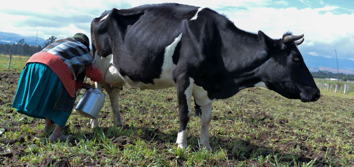 Seg&uacute;n cifras oficiales, la provincia de Pichincha es la mayor productora de leche a nivel nacional.