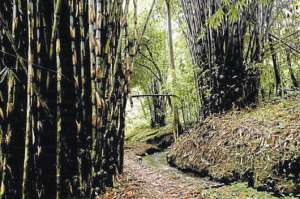 Entre los compromisos se encuentra fomentar la conservaci&oacute;n y restauraci&oacute;n de bosques. Foto: Internet