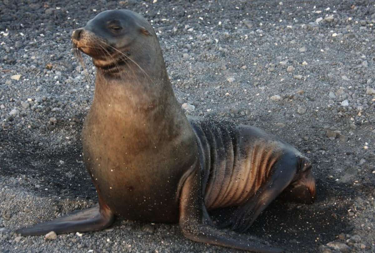 Los leones marinos son originarios de las islas Galápagos.