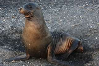 Los leones marinos son originarios de las islas Galápagos. 