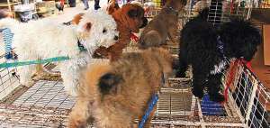 Los animales de compa&ntilde;&iacute;a son vendidos sin ning&uacute;n control ni protecci&oacute;n en los mercados de Cuenca. Fernando Machado / El Tel&eacute;grafo
