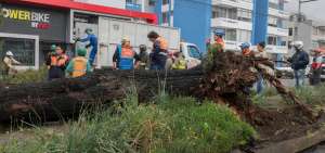 Los bomberos durante la remoci&oacute;n del tronco ca&iacute;do.