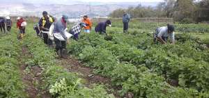 En la provincia del Carchi, cerca de 35 mil ha se destinan a la producci&oacute;n agr&iacute;cola. La papa es el producto de mayor cultivo.