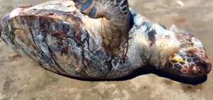 En las costas de Manta y en la playa de El Pelado, en Playas, han aparecido tortugas muertas. Los bi&oacute;logos consideran que la actividad pesquera les afecta.