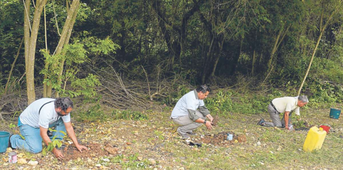 Sembrar un &aacute;rbol no toma m&aacute;s de 15 minutos, pero su impacto en el ambiente y la salud es por siempre. Foto: Alfredo Piedrah&iacute;ta / El Tel&eacute;grafo
