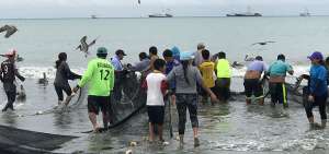 En la playa Los Esteros, al noroeste de Manta, familias enteras se dedican a la pesca de orilla. Esta actividad es de asociatividad y ecol&oacute;gica, de manera que no se utilizan lanchas con motores; todo se hace a puro m&uacute;sculo.  