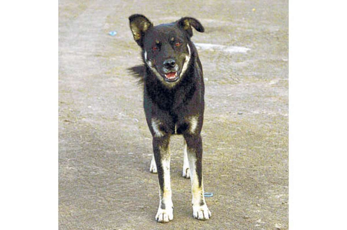 Una ordenanza regula la crianza de mascotas
