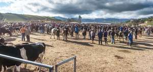 La feria ganadera de Mont&uacute;far, una de las m&aacute;s tradicionales del pa&iacute;s