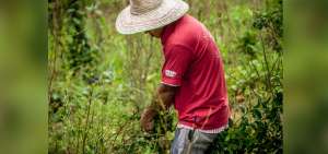 Campesinos colombianos se dedican a la siembra y cosecha de la hoja de coca como una forma de subsistencia. Muchos de los cultivos se localizan en zonas fronterizas con Ecuador.