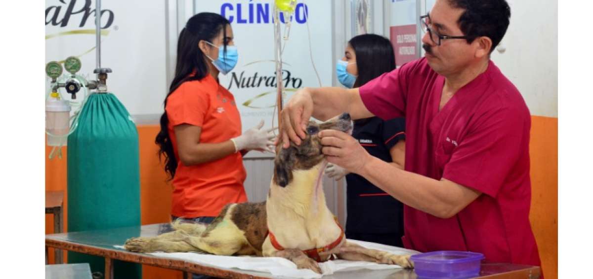  El can 'Ni&ntilde;o Flaco' se alimenta bien, est&aacute; de buen &aacute;nimo y realiza terapias f&iacute;sicas para recuperar la movilidad de sus patas.