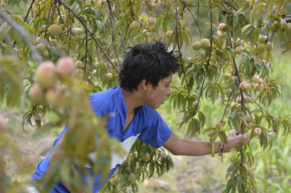 El programa Proalimentos vincula con un mercado fijo a productores de bajos ingresos. Foto: Cortes&iacute;a