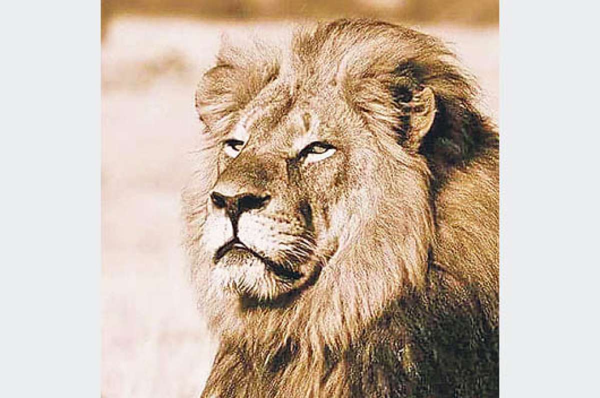 La caza de &lsquo;Cecil&rsquo; motiva la creaci&oacute;n de fondos 