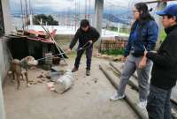 Se descubre nuevo caso de maltrato animal en Quito