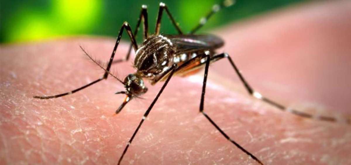 Cient&iacute;ficos identifican prote&iacute;nas da&ntilde;inas del Zika
