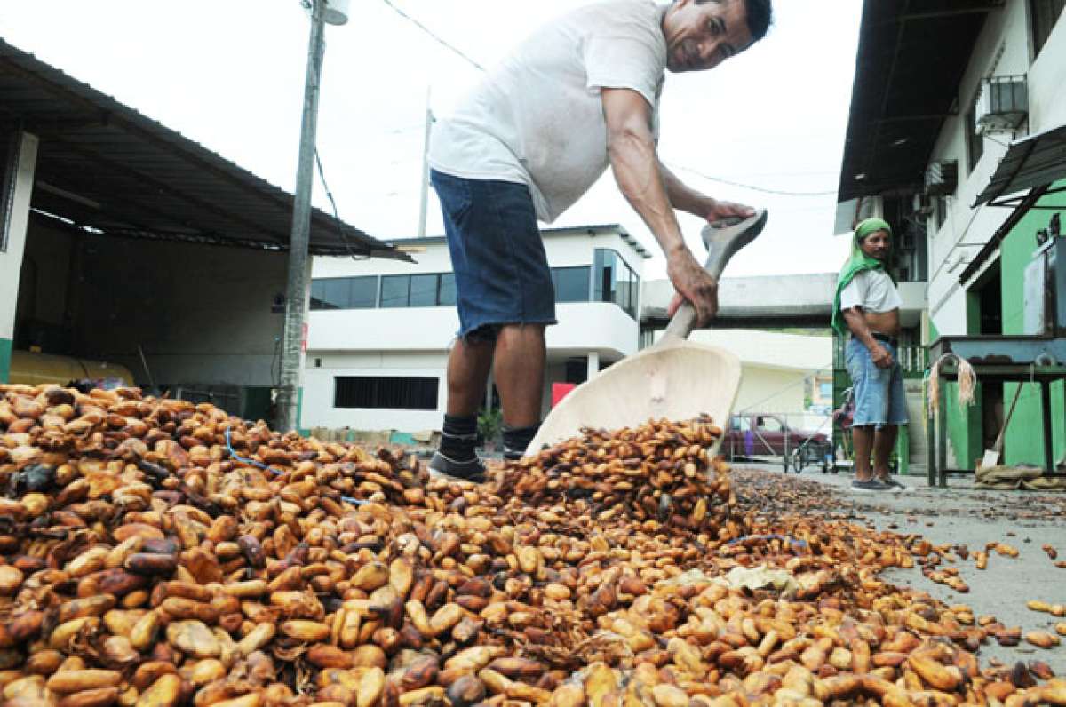 El cacao ecuatoriano, denominado de altura, es una variedad muy apreciada en todo el planeta. Foto: Archivo/ El Tel&eacute;grafo