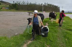 El ganado en el sector Victoria del Portete y Tarqui no puede alimentarse porque los pastizales est&aacute;n bajo el agua. Los ganaderos pidieron al Magap que les entreguen banano de rechazo. Foto: Jos&eacute; Luis Llivisaca.