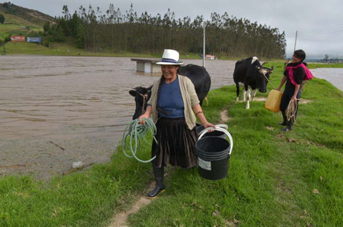 El ganado en el sector Victoria del Portete y Tarqui no puede alimentarse porque los pastizales est&aacute;n bajo el agua. Los ganaderos pidieron al Magap que les entreguen banano de rechazo. Foto: Jos&eacute; Luis Llivisaca.