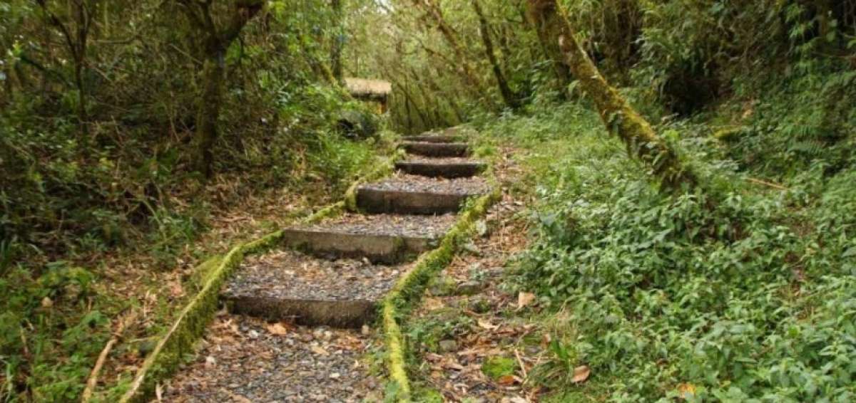 Ecuador recibe $ 50 millones para la conservaci&oacute;n de bosque lluvioso