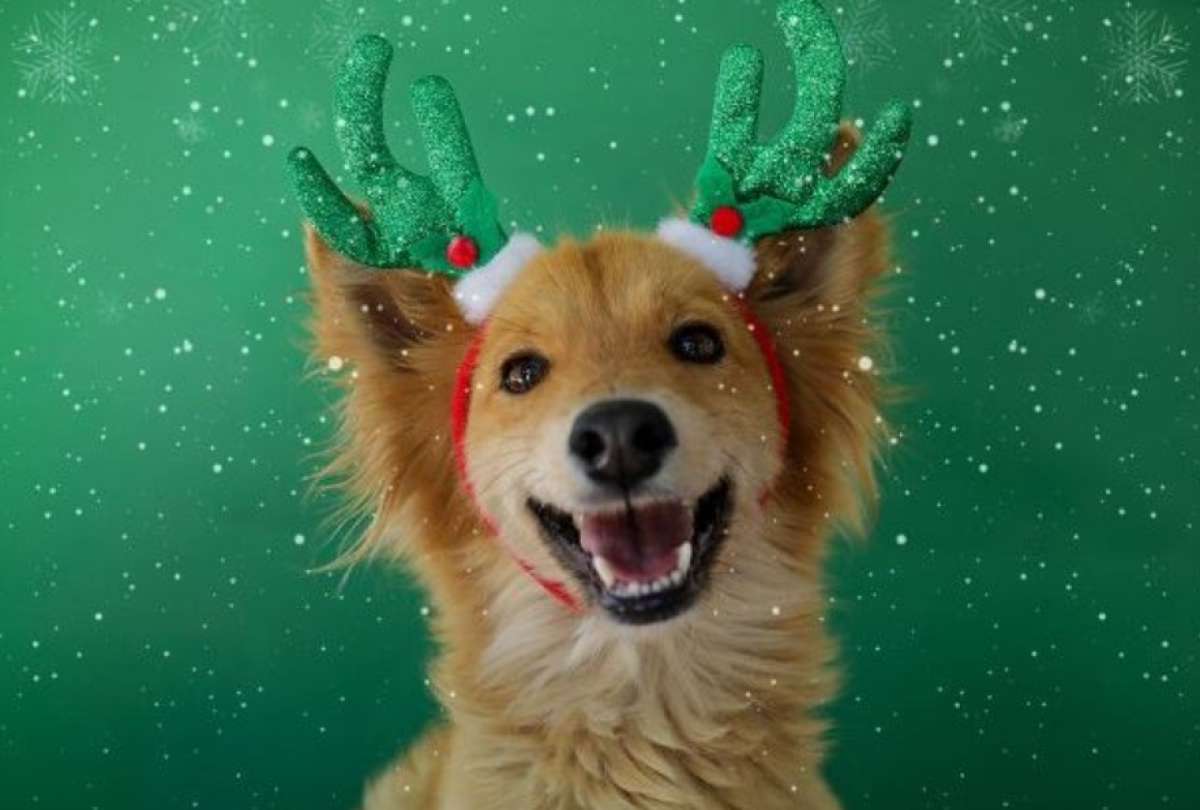 Todos los animales disponibles para adopci&oacute;n cumplen con requisitos sanitarios.