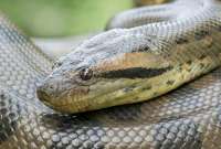 En Israel se capturó a una mujer que intentaba sacar especies (anaconda y otros reptiles) del país 