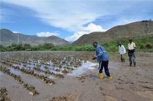 Cultivos de zona afroecuatoriana afectados por lluvias